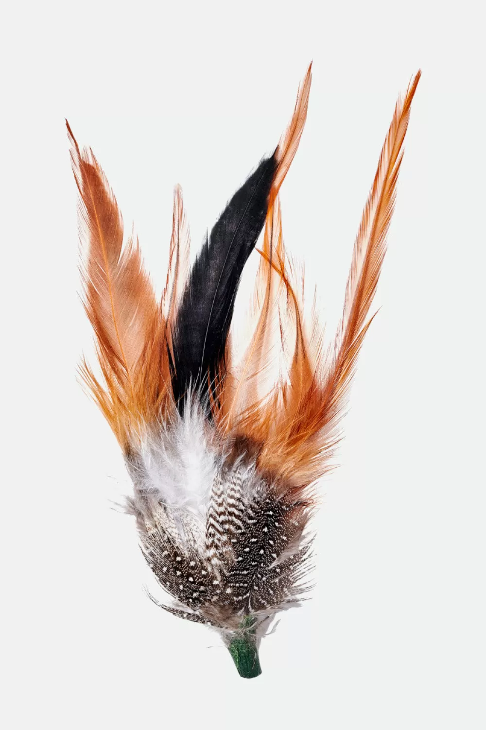 Brixton Hat Feather^Women Hat Accessories | Hat Accessories