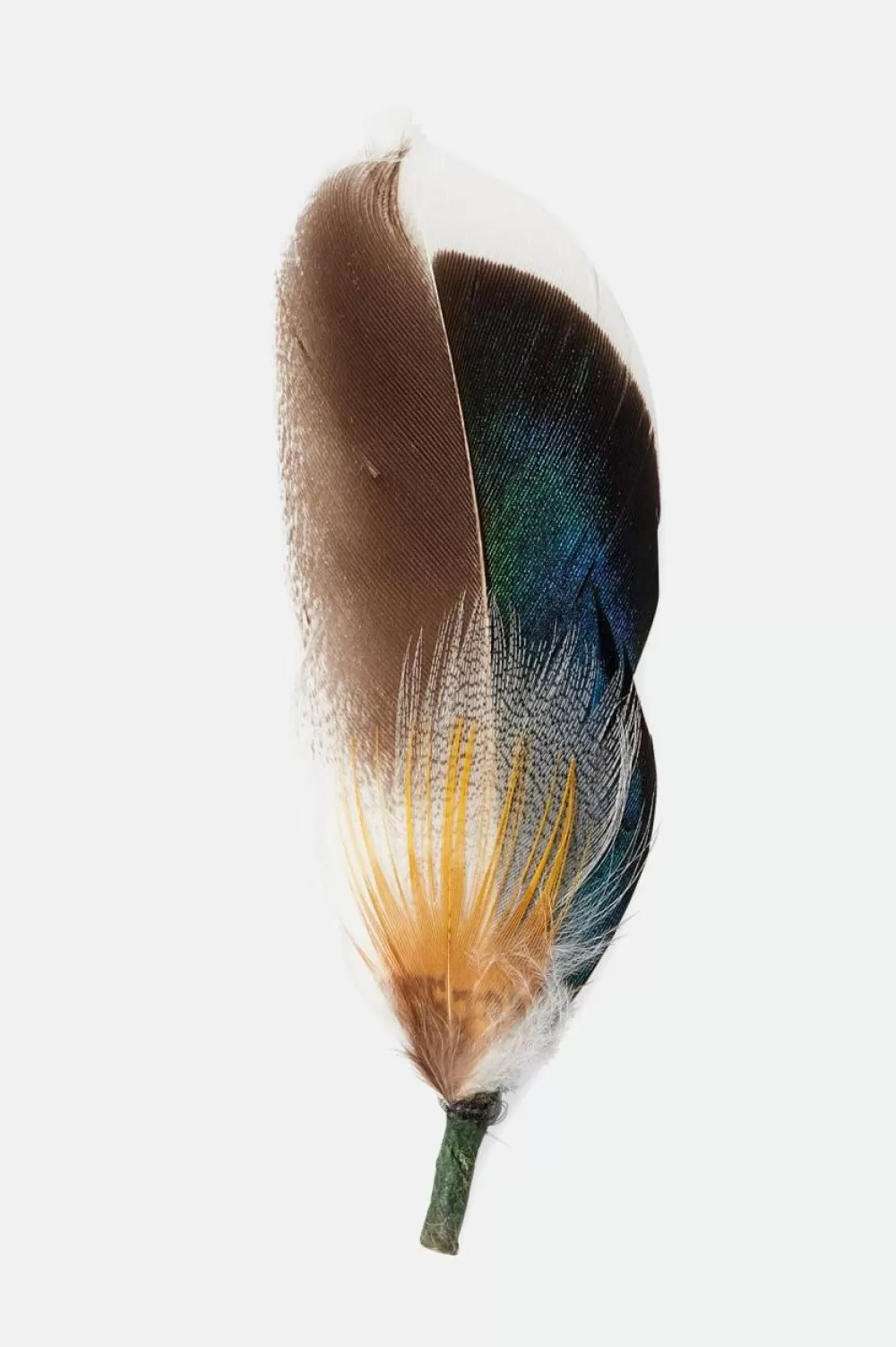 Brixton Hat Feather^Women Hat Accessories | Hat Accessories