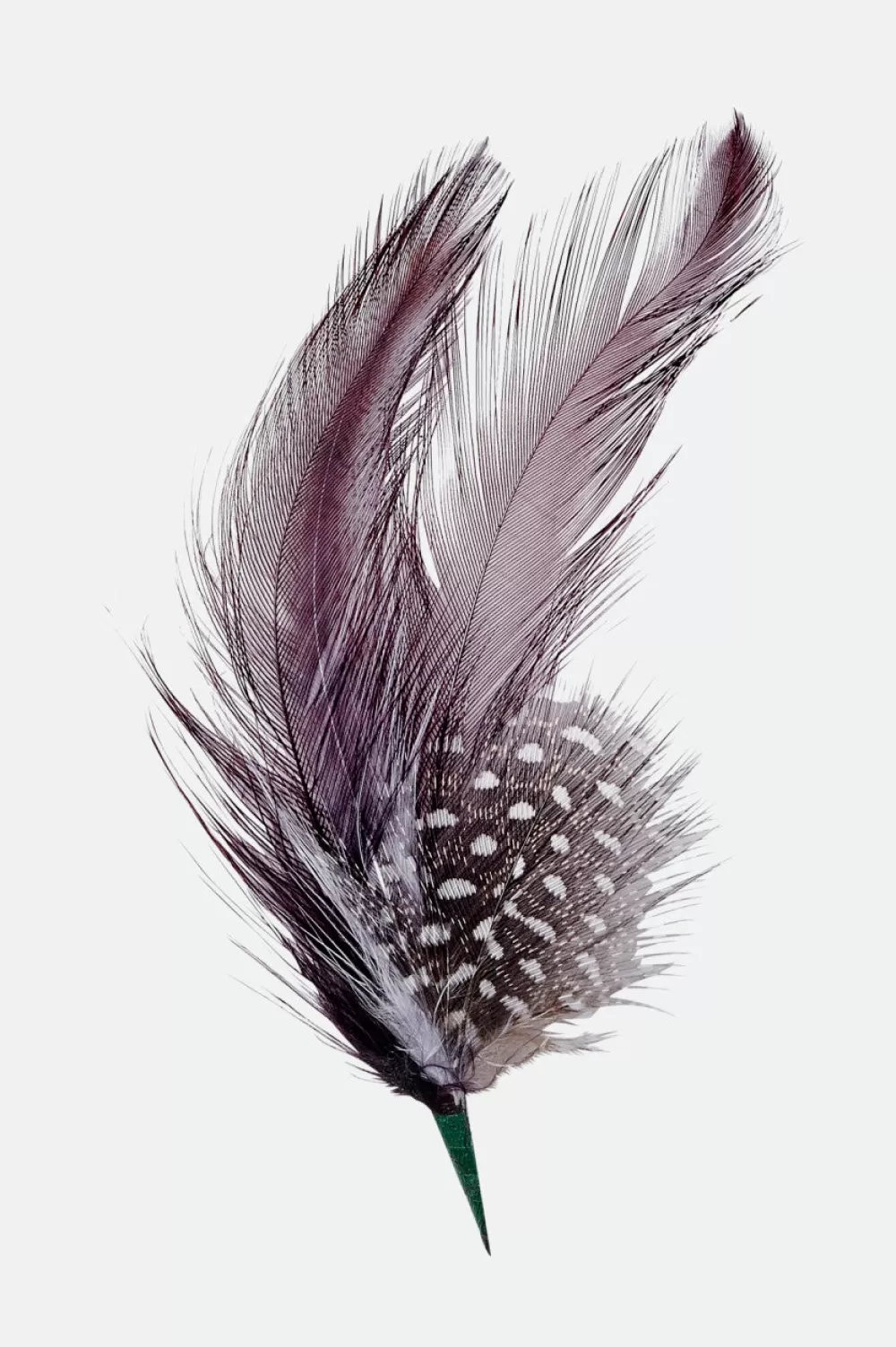 Brixton Hat Feather^Women Hat Accessories | Hat Accessories